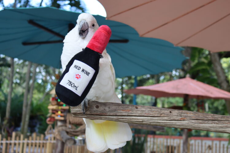 Wonder Gardens to host annual Wine & Wonder event Dec. 12